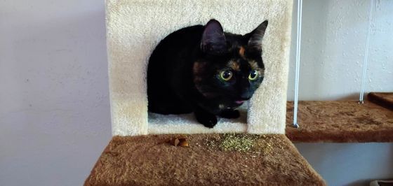 200930.Pets.FurryFriends.CK.2..jpg
